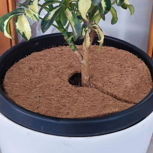 Paillis naturels et cercles pour arbres en fibres de coco biodégradables pour la rétention de l'humidité du sol et le contrôle des adventices, écologiques, en vrac - Product Image 6