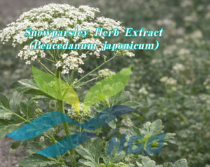 Suministro Directo de Fábrica HGO de Extracto Puro y Natural de Perejil de Nieve (Peucedanum japonicum) Grado Alimenticio, Extracto en Proporción 10:1 - Product Image 2