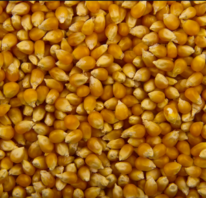 Maíz Amarillo Orgánico Convencional de Primera Calidad, Rico en Nutrientes, Alimento para Ganado con una Vida Útil de 12 a 18 Meses para la Nutrición del Ganado - Product Image 1