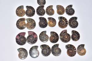Cabochon d'Ammonite Fossile - Product Image 2
