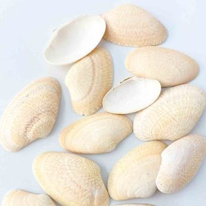 Coquillages naturels à prix avantageux, fournisseur vietnamien, coquilles de palourde plates pour artisanat, vente en gros - Product Image 1