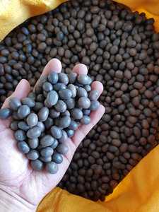 Graines de lotus brunes séchées brutes à floraison permanente pour culture hydroponique en eau - Offre spéciale - Product Image 4