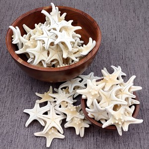 ปลาดาวและเปลือกหอยตกแต่งชายหาด ราคาดี ปลาดาวและเปลือกหอยธรรมชาติ - Product Image 1