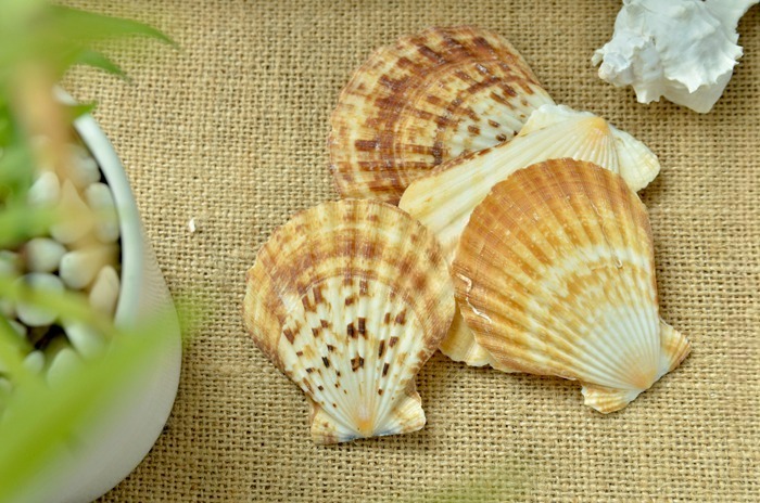Coquilles Saint-Jacques Candy Fans (Taille : 4 - 5 cm)