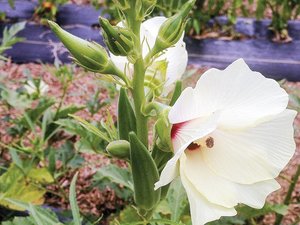 กระเจี๊ยบเขียวแบบไฮบริด F1 3600สินค้ามาใหม่2025กระเจี๊ยบเขียวแบบไฮบริดขนาดเล็ก - Product Image 3