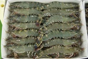กุ้งทะเลสด กุ้งดำแช่แข็ง - Product Image 4