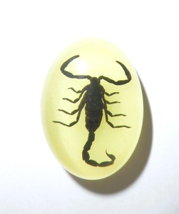 Cabujón Ovalado de Plástico con Espécimen Real de Escorpión Negro 18x25 mm, Base Plana Brillante para Manualidades y Joyería - Product Image 3