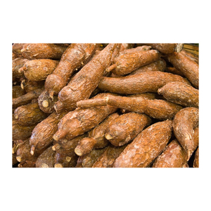 Cassava fraîche sélectionnée proposée aux acheteurs en gros et aux marchés de transformation alimentaire - Product Image 5