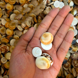 Conchas de Operculum de Alta Calidad a Precio de Fábrica para Venta al por Mayor de Conchas Marinas - Product Image 6