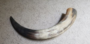 Cornes à boire médiévales de style Viking, faites à la main, en matériau organique poli, toucher réel, taille personnalisable, en vente. - Product Image 4