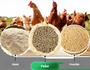 Aliment nutritif de qualité supérieure pour volailles, granulés de poulet, mélange en poudre, durée de conservation de 12 mois, approvisionnement en vrac - Product Image 2