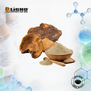 LiGNO SH02 Phellinus Linteus Poudre de Champignon Séchée à Froid Biologique Certifiée Halal/Kosher pour le Soutien de la Santé Hépatique, Aliment Santé - Product Image 1