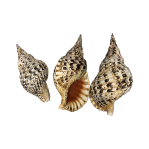 Authentic Vietnam conch shell trumpet seashell for cultural events featuring powerful sound and polished pearl finish - Product Image 1