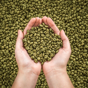 Café Robusta de Vietnam de Grado Premium para Exportación, Suministro a Granel, OEM ODM, Granos de Café Verdes Naturales Sin Tostar, Humedad 12% - Product Image 2