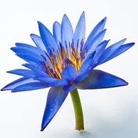 Huile de lotus bleu de qualité supérieure, extrait de lotus bleu pour parfums, cosmétiques et aromathérapie, fournisseur en gros