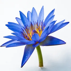 Huile de lotus bleu de qualité supérieure, extrait de lotus bleu pour parfums, cosmétiques et aromathérapie, fournisseur en gros - Product Image 2