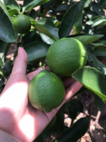 Citrons verts sans pépins du Vietnam Agrumes frais de qualité supérieure emballés pour l'exportation avec une peau brillante Idéal pour la cuisine et la vente au détail