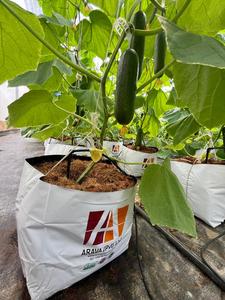 ถุงปลูกใยมะพร้าว ARAVA เป็นมิตรกับสิ่งแวดล้อม ย่อยสลายได้ วัสดุปลูกจากใยมะพร้าวสำหรับปลูกแตงกวาในโรงเรือนสำหรับเกษตรกร - Product Image 5