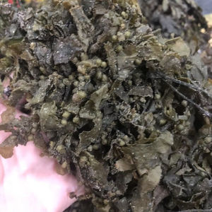 Vente chaude d'algues sargasses séchées naturelles brun grandes feuilles à prix abordable emballé dans des sacs - Product Image 1