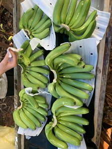 Fresh Cavendish <b>Banana</b> <b>Sweet</b> <b>Banana</b> Variety Perfect for Baking Beverage and Culinary Creations Vietnam - Product Image 5
