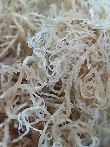 Musgo Marino Vietnamita de Alta Calidad para la Elaboración de Gel y Nutrición, Suministro a Granel para el Mercado Global - Product Image 3