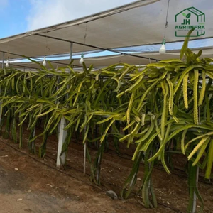 Sistema de Ensetrado para Frutales de Pitahaya con Estructura de Malla de Sombra para Cultivo de Alta Densidad en Huertos y Configuración de Cultivo Protegido - Product Image 2