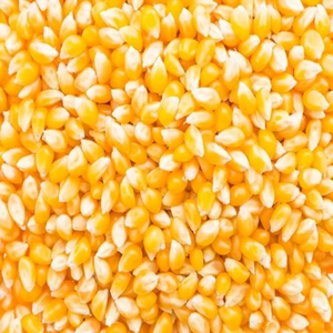 Maíz Forrajero Premium al por Mayor, Grado Alimenticio para Animales, Suministro a Granel, Calidad Superior, Listo para Enviar, Producto de Exportación - Product Image 1