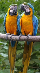 นกมาคอว์สีน้ำเงินและสีเหลืองเกรดพรีเมียมสำหรับขายส่ง สำหรับโปรแกรมเพาะพันธุ์นกมืออาชีพและการค้าระหว่างประเทศแบบ B2B - Product Image 1