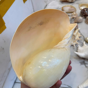 Natural Polished <b>Abalone</b> <b>Shell</b> From Vietnam For Creative Gourmet Recipes And Adding Rustic Table Color 99 Gold Data - Product Image 3