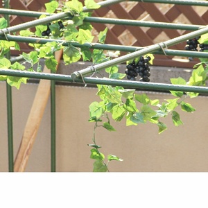 โครงเหล็กทรงเอสำหรับปลูกสควอชและแตงกวา - Product Image 6