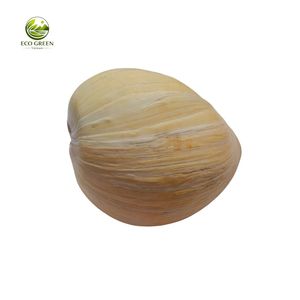 Conchas Marinas Orgánicas Pulimentadas Tutufa Bubo, Decoración Rústica Moderna y Ecológica para el Hogar - Product Image 2