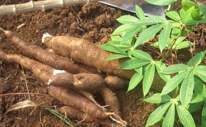 Yuca congelada entera y pelada de Vietnam adecuada para confitería de producción de tapioca y exportación mundial por 99 Gold Data - Product Image 6