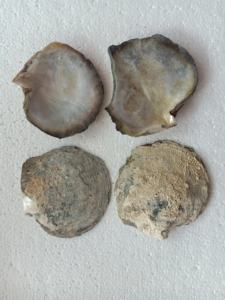 แม่ธรรมชาติทำเองของเปลือกหอยมุกสำหรับวัตถุประสงค์ในการรักษาและการวิจัยที่มีอยู่ในคละขนาด - Product Image 2