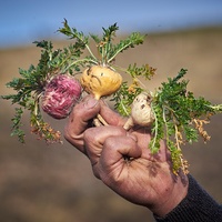Cápsula de polvo de Maca amarilla, excelente calidad, superventas, de Perú