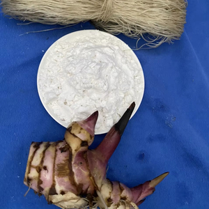 Almidón de Araroto Orgánico en Polvo, el Más Vendido, Precio Económico, Sabor Natural para Alimentos e Ingredientes, Empacado en Bolsa, Origen Vietnam - Product Image 1