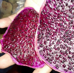 Proveedor de Fruta del Dragón Roja Seca de Vietnam – Suave, Masticable y Sin Azúcar Añadido, Dulce Natural // Mr. Tom - Product Image 5