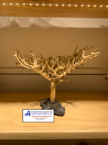 Décoration d'aquarium en bois flotté naturel de forme irrégulière, faite à la main, durable, fabriquée au Vietnam - Product Image 5