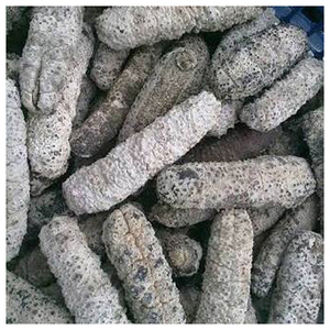 Pepino de mar seco del Reino Unido / Suministro a granel de pepino de mar fresco - Product Image 3