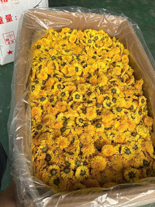 Thé de chrysanthème naturel du Vietnam, fleurs cueillies à la main, thé de fleurs séchées pour infusion en tasse, bourgeons de fleurs séchées parfumés, vente en gros - Product Image 2