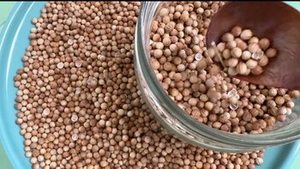 เมล็ดผักชีอินเดียคุณภาพส่งออก ฤดูกาลใหม่ คัดสรรพิเศษ 100% ธรรมชาติ อบแห้งจากกูร์กุฎ - Product Image 3