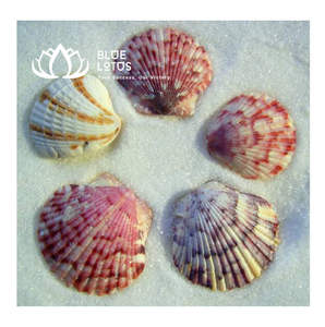 สินค้าขายดี โมบายเปลือกหอยธรรมชาติรักษ์โลก ทำมือ ตกแต่งแขวนผนัง สไตล์ชายทะเล ฮวงจุ้ย ขายส่ง สีฟ้า - Product Image 1