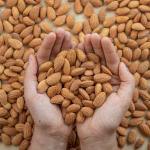 Fournisseur Direct en Gros d'Amandes Biologiques de Californie Originales, Fraîches, Séchées, Brutes, de Haute Qualité, de Grade Supérieur, en Vrac, pour Collations et Aliments - Product Image 2
