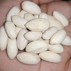 Graines de Neem de qualité alimentaire naturelle pour usage industriel dans les compléments alimentaires et la production d'huile - Product Image 1