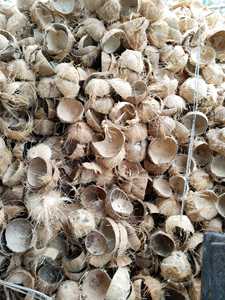 Cáscara de Coco Triturada 100% Natural de Alta Calidad, Material de Cáscara de Coco Cruda de Vietnam, Carbón Vegetal, Residuos Agrícolas, Stock a Granel - Product Image 2