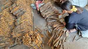 Incienso de Jazmín Vietnam T1 en Polvo, Polvo Religioso de Madera de Caucho Blanca, GMEX Alta Calidad - Product Image 3