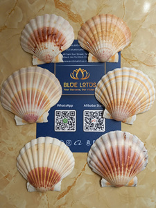 2026 Available Durable Natural Shape Salt <b>Lamp</b> for Landscape Decoration and Aquarium Base OEM ODM Manufacturer BLUE <b>LOTUS</b> FARM - Product Image 6