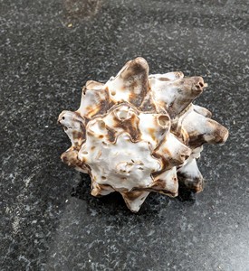 COQUILLAGES ARTISANAUX/BRISE DE MER VIBES/IDÉES CADEAUX/ÉLÉMENTS BIOLOGIQUES - Product Image 3