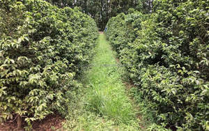 Café tostado de alta calidad superventas, nueva cosecha de grano verde Robusta/Arabica, granos enteros envasados en bolsa a granel - Product Image 2