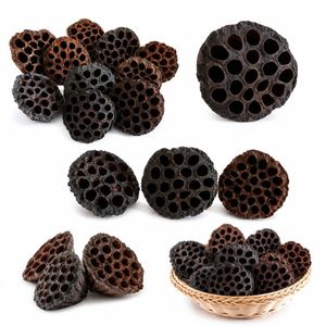 AQUA VRIKSHA Capsules de lotus naturelles de qualité supérieure pour aquarium, bassin à poissons Betta, bassin à crevettes et aquascaping |   9-11 cm | Lot de 10 - Product Image 6