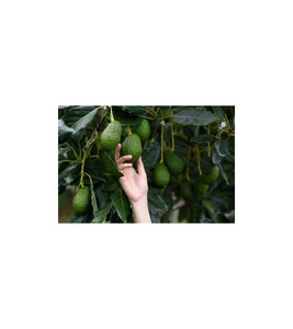 Avocats frais de qualité supérieure pour les réseaux mondiaux de commerce de produits agricoles - Product Image 3